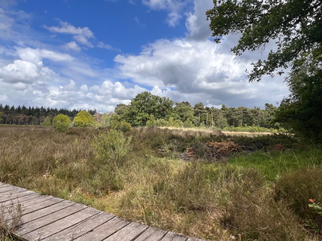 Geschiedenis van het&nbsp;Mastbos