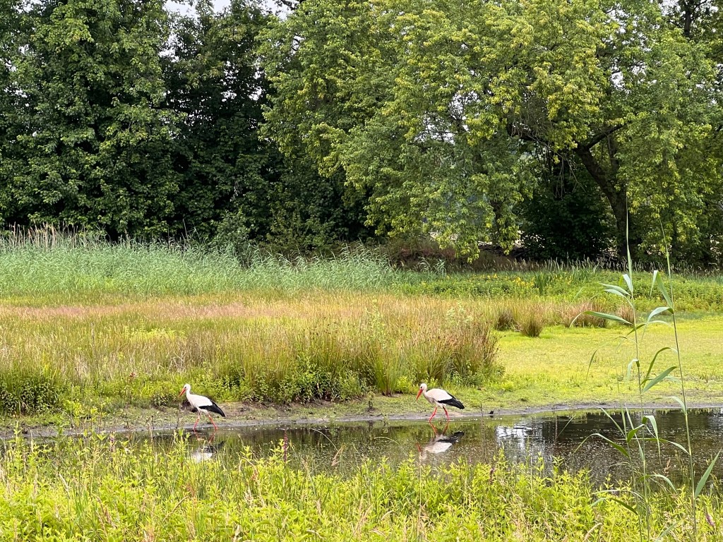 De heer en mevrouw Ooievaar
